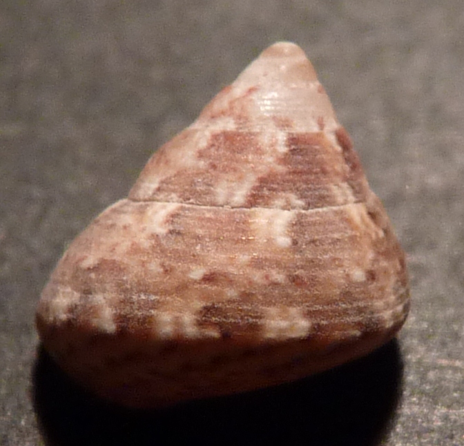 Trochidae Gibbula turbinoides ?